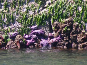 Ochre Sea Stars are back!  Mostly purple ones.