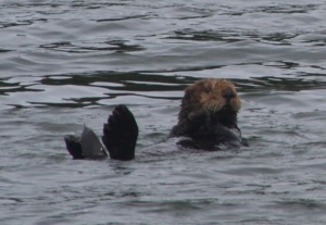 CruiousSeaOtter